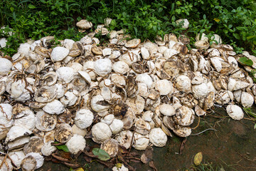 A large pile of rubber lumps (also known as field coagulum or cup lumps) on the ground. Traditional method of natural rubber production in tropical plantations.