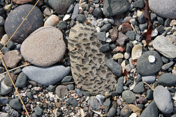 Fossil rock on a beach