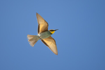 Colorful bird outdoors and wildlife. European bee-eater (Merops apiaster) in natural habitat. A strikingly beautiful colorful bird that can fly very well and winters in Africa as a migratory bird.