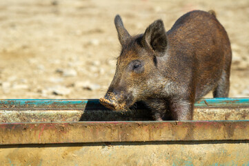 A young wild boar with a dirt-covered snout stands behind a metal barrier on sandy terrain.