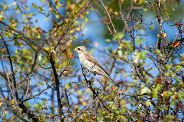 A small red-backed shrike bird perches on a leafy branch surrounded by berries in a lush, green...