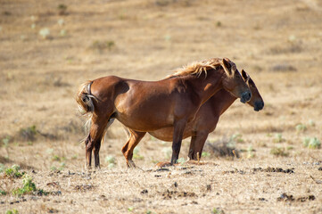 Two brown horses stand closely together in a dry field, creating an optical illusion as their...