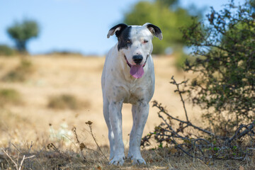Fototapeta premium A white dog with black facial spots pants in a dry, grassy outdoor setting surrounded by bushes and trees.