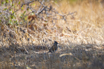 A crested lark stands poised on dusty, barren ground, perfectly camouflaged in its rugged natural...