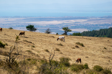 Cows graze on a dry hillside overlooking a vast plain, distant water, and a blend of rural and...
