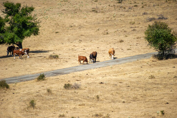 Six cows graze and rest across a dry, grassy landscape with scattered trees and a paved path.