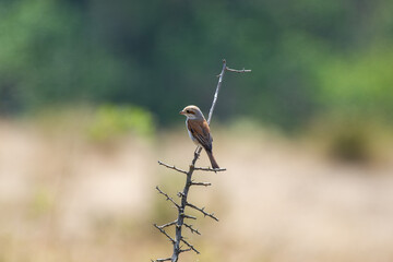A small brown red-backed shrike  rests peacefully on a bare branch against a soft, natural backdrop.