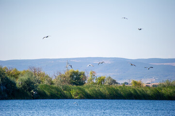 Birds soar above a tranquil lake bordered by lush greenery and distant hills under a clear sky.
