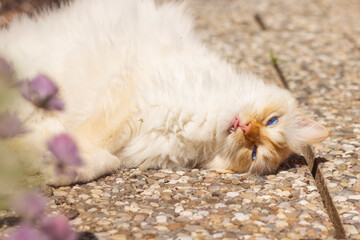 Fototapety na wymiar - Fototapeta24.pl