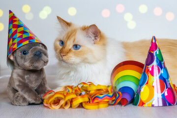 Birman cat looks at a French Bulldog (toy) wearing a party hat
