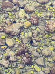 Sea urchins and colorful stones visible through transparent water on the coast. Marine life, biodiversity and ecological balance represented in underwater environment.