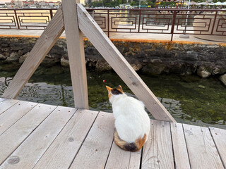 A calico cat sits on the wooden pier and looks at the water near the city wall. Curiosity, patience...