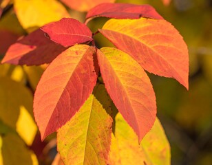 Fototapeta premium Vibrant autumn leaves (1)