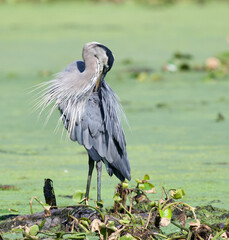 Beautiful blue heron preening while standing in a pond 