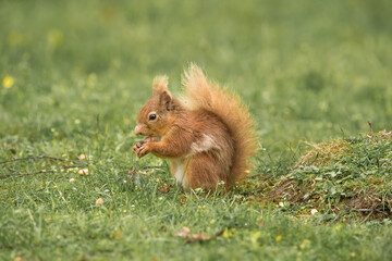 Red Squirrel on the grass close up in Scotland