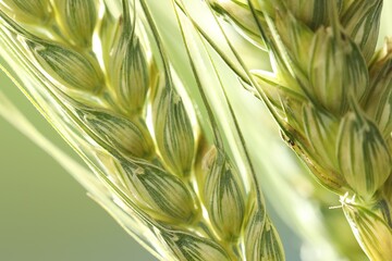 Green wheat spikes on blurred background, closeup