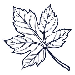 silhouette of a leaf