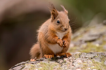 Red Squirrel baby on a tree trunk in a forest, close up