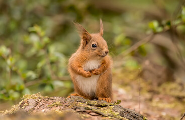 Red Squirrel baby on a tree trunk in a forest, close up