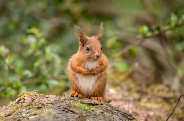 Red Squirrel baby on a tree trunk in a forest, close up