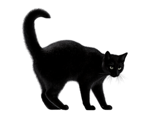 Mysterious Black Cat with Piercing Green Eyes isolated on a transparent background