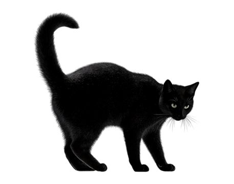 Mysterious Black Cat with Piercing Green Eyes isolated on a transparent background