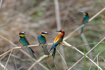 Colorful bird outdoors and wildlife. European bee-eater (Merops apiaster) in natural habitat. A strikingly beautiful colorful bird that can fly very well and winters in Africa as a migratory bird. 