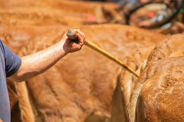 A Close up of a Herdsman and his Brown Cows. Concept The close relationship with livestock.