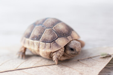 Close-up photograph of a tortoise. The image highlights the details of the shell and snout, a symbol of patience, slowness, and nature. A neutral background emphasizes the main subject.	