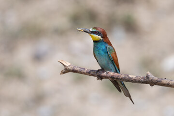 Colorful bird outdoors and wildlife. European bee-eater (Merops apiaster) in natural habitat. A strikingly beautiful colorful bird that can fly very well and winters in Africa as a migratory bird. 