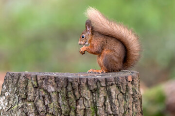 Red Squirrel sitting on a tree stump