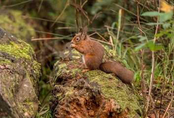 Red Squirrel close up in Scotland