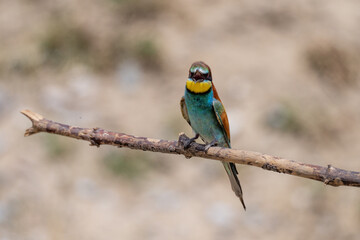 Colorful bird outdoors and wildlife. European bee-eater (Merops apiaster) in natural habitat. A strikingly beautiful colorful bird that can fly very well and winters in Africa as a migratory bird. 