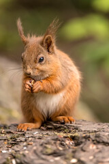 Red Squirrel on a tree trunk