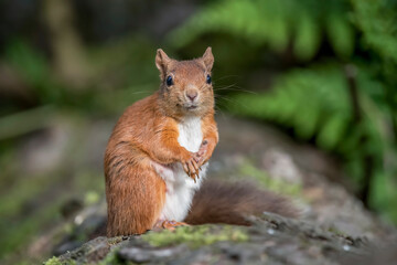 Red Squirrel in a forest, close up