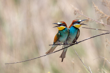 Colorful bird outdoors and wildlife. European bee-eater (Merops apiaster) in natural habitat. A...