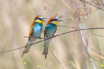 Colorful bird outdoors and wildlife. European bee-eater (Merops apiaster) in natural habitat. A strikingly beautiful colorful bird that can fly very well and winters in Africa as a migratory bird. 