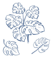 Hand drawn monstera plant. Houseplant elements. Exotic leaves. Ink drawings. Whimsical vector illustration isolated on white background. © Anastasiia Neibauer