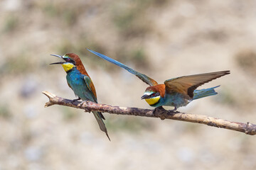 Colorful bird outdoors and wildlife. European bee-eater (Merops apiaster) in natural habitat. A strikingly beautiful colorful bird that can fly very well and winters in Africa as a migratory bird. 