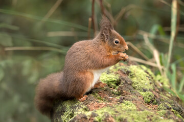 Red Squirrel close up in Scotland