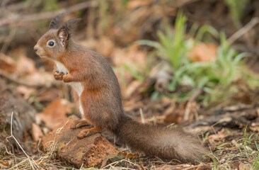 Fototapeta premium Red Squirrel close up in Scotland