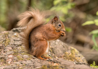 Red Squirrel sitting on a fallen tree trunk, eating a nut, United kingdom