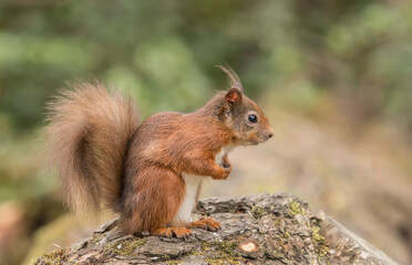 Red Squirrel sitting on a fallen tree trunk, United kingdom