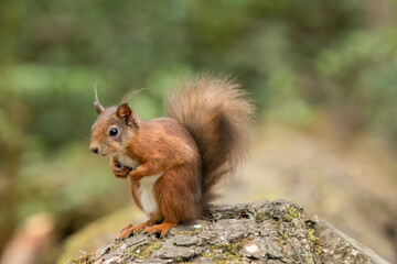 Red Squirrel sitting on a fallen tree trunk, United kingdom