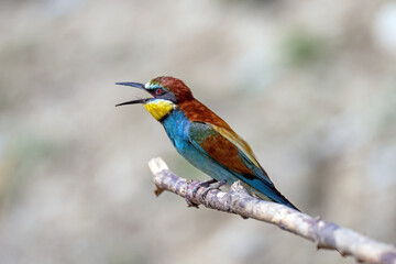 Colorful bird outdoors and wildlife. European bee-eater (Merops apiaster) in natural habitat. A strikingly beautiful colorful bird that can fly very well and winters in Africa as a migratory bird. 