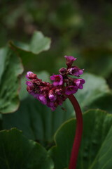 Wild Elephant's Ears (Bergenia Crassifolia) Blooming in late Summer