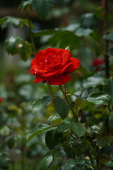Vibrant Red Rose (Rosa Lucieae) in Rose Garden