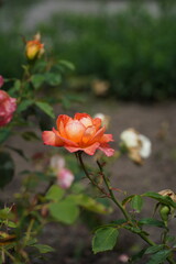 Orange Sierran Dwarf Rose Flowering in Berlin Rose Garden