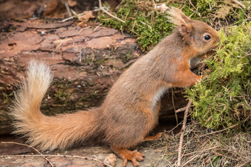 Red Squirrel close up in Scotland