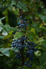 Blue Mahonia (berberis aquifolium) Berries Growing